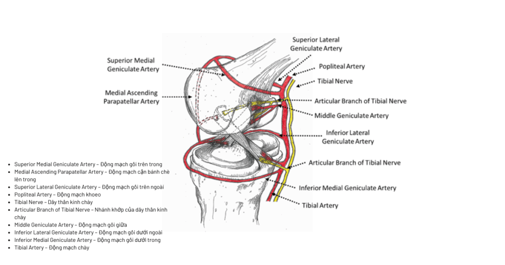 Cấu trúc giải phẫu của dây chằng chéo trước (ACL)