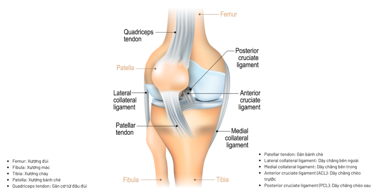 Vai trò của ACL trong bộ tứ dây chằng khớp gối